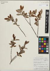 Foto von Salix pedicellaris Pursh